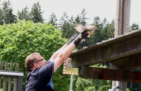 Turmfalken 1. Tag Flugschule Wälderhof 2012 29.06.12 4.jpg