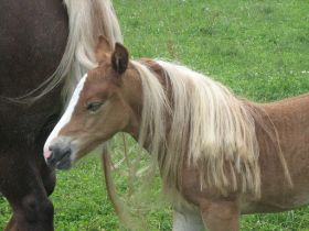 Robin mit Haarverlängerung von Mama.jpg