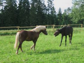 Robin &  Prophet Zusammenführung 11.06.08 2.jpg