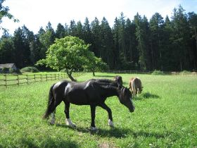 Hengste 100808 Waldkoppel.2.jpg