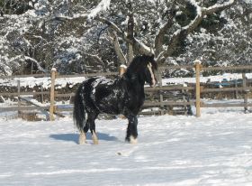 Winterbilder 141208 Pferde15.jpg