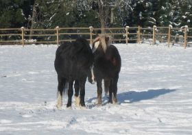 Winterbilder 141208 Pferde11.jpg