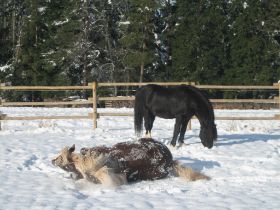 Winterbilder 141208 Pferde12.jpg