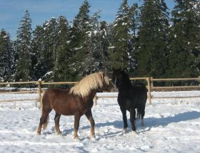 Winterbilder 141208 Pferde13.jpg