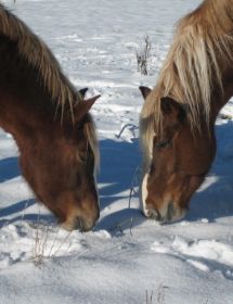 Winterbilder 271108 Pferde1.jpg