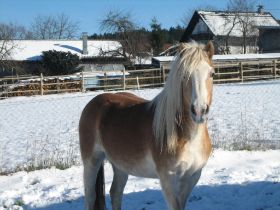 Winterbilder 271108 Pferde2.jpg