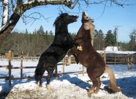 Winterbilder 271108 Pferde3.jpg